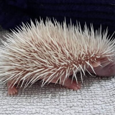 DLSJ Feb 01.National Hedgehog Day (2)