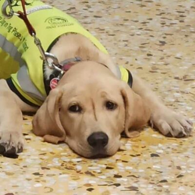 SMCS 03. Animal Awareness Week (3)